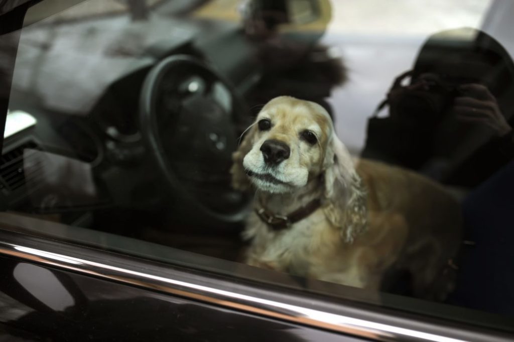 tesla dog mode voiture